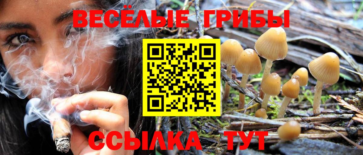 Галлюциногенные грибы Psilocybine cubensis Южноуральск